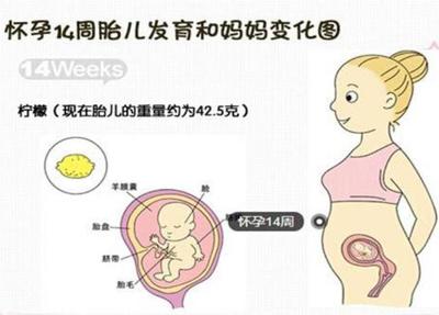 胎儿吸收营养过程图
