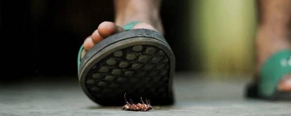 蟑螂用脚踩后怎么处理