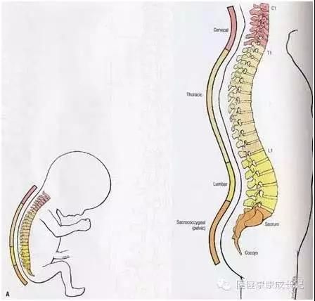 宝宝脊椎弯曲图片