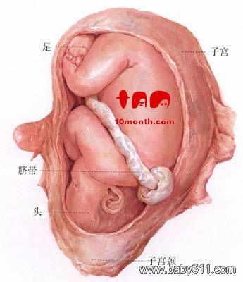 怀孕图一至十个月图片