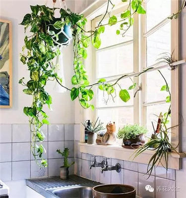 厨房对卫生间的植物