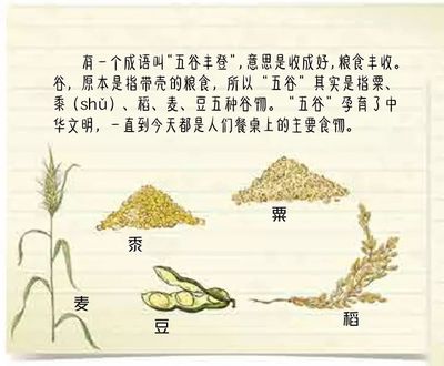 水稻古代叫什么
