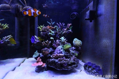 佳木斯市東風(fēng)區(qū)騰達水族器材大全（佳木斯水族店） 全國水族館企業(yè)名錄