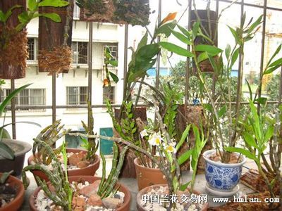石斛盆景种植方法