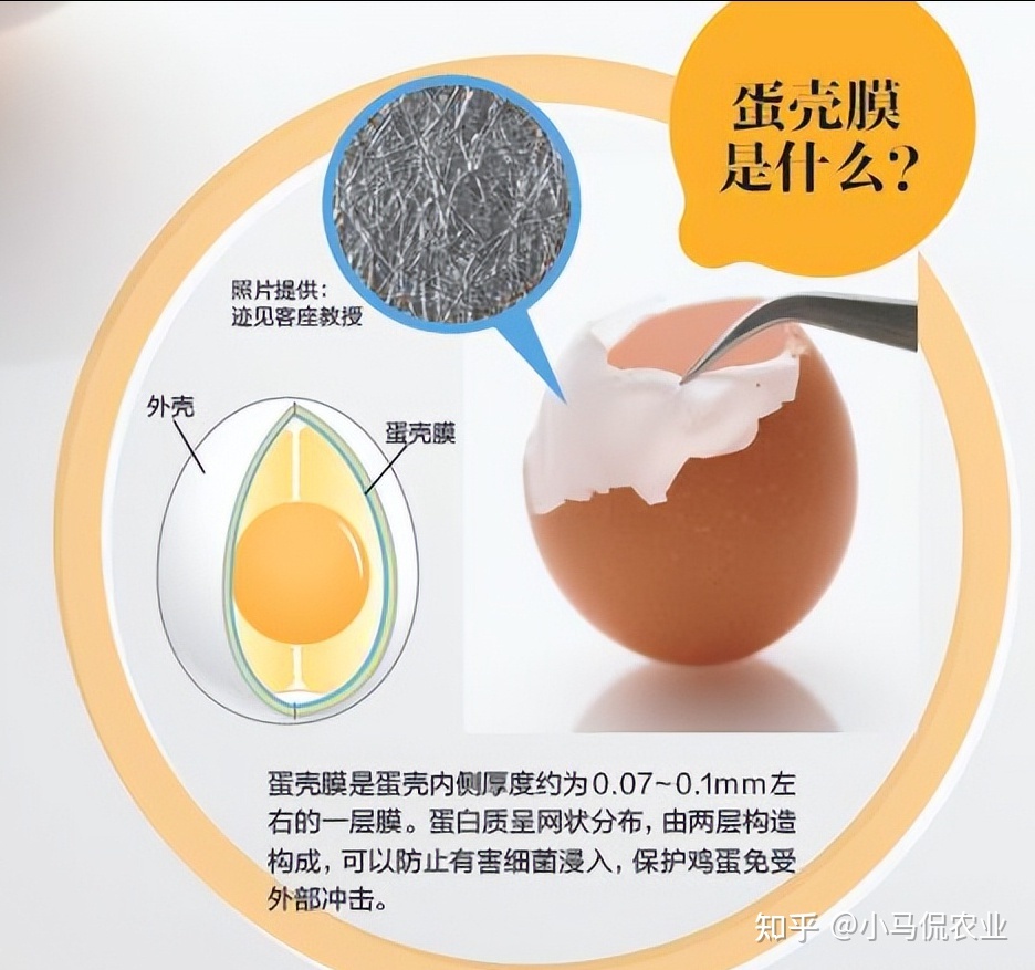 鸡蛋壳能吃多少
