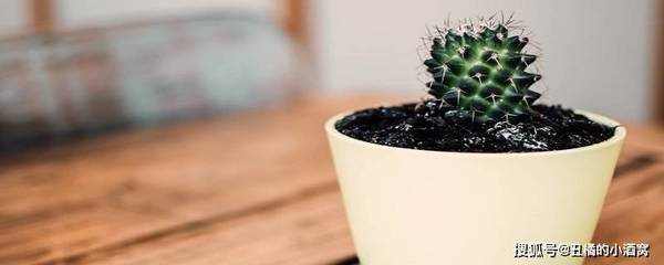 植物突然开花预兆风水