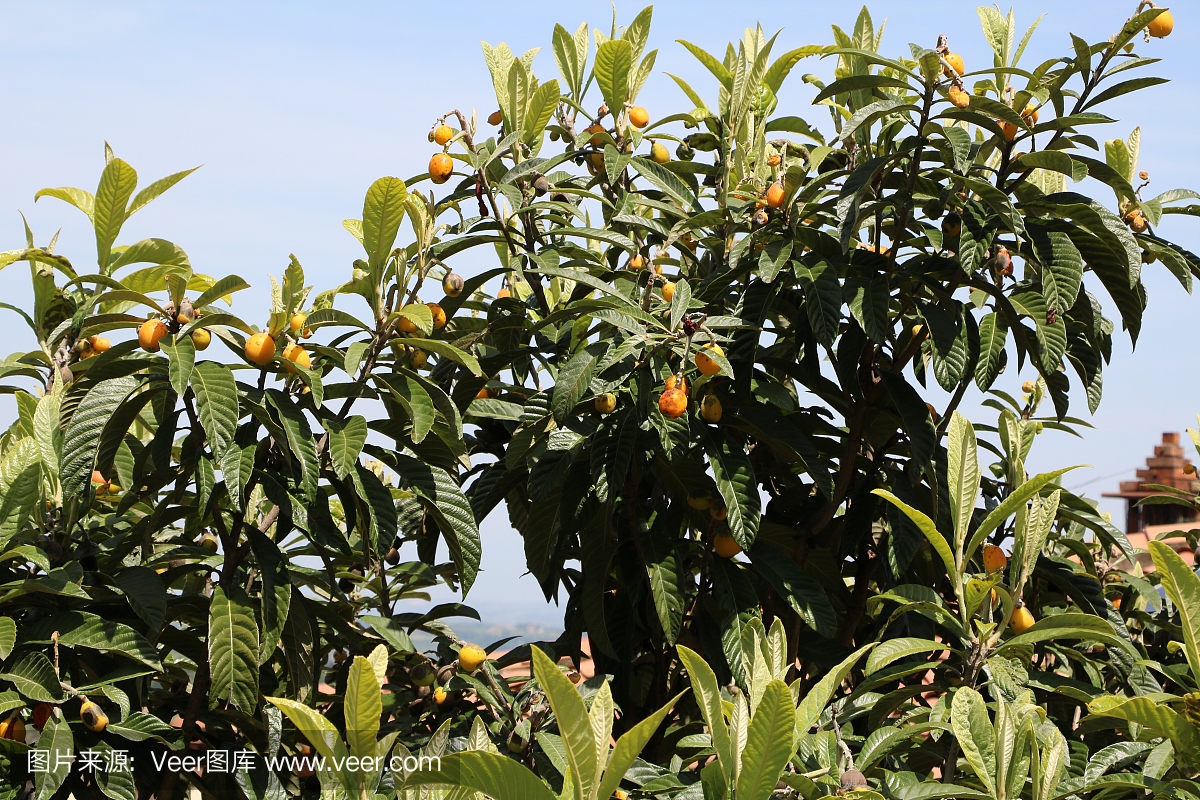 意大利托斯卡纳的花园里,树上的日本枇杷已经成熟
