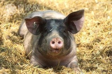 孕妇梦见死猪是什么意思