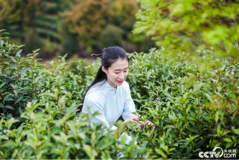 江西靖安白茶
