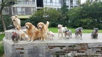 给狗起名
