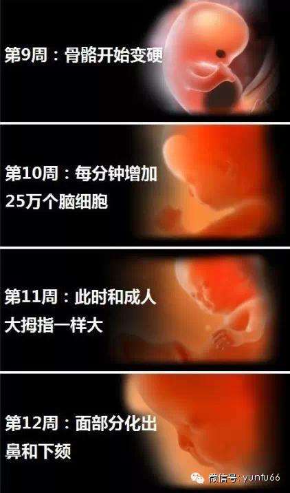 胎儿发育顺序