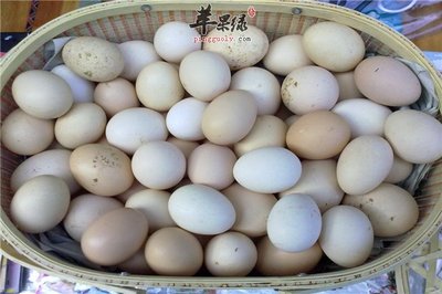 七个月宝宝可以吃鸽子蛋吗