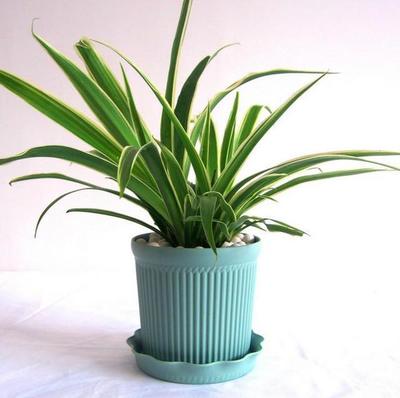 室内植物有哪些好养