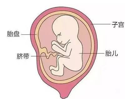 胎儿与胎盘的位置图片