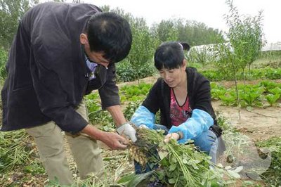 孕妇梦到摘花生
