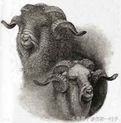 属羊的历史名人有哪些