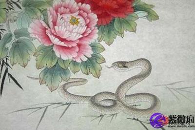 属猪跟属蛇的相配吗