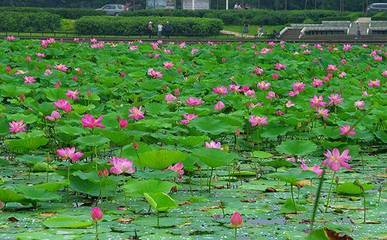 沈阳西湖