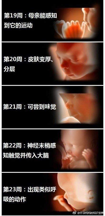 胎儿发育过程