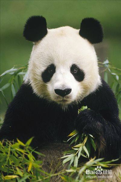 大熊猫怎么描写