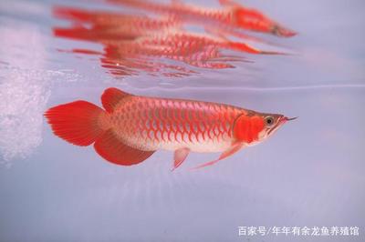 斑馬鴨嘴魚和龍魚混養(yǎng)好嗎圖片大全視頻(魟魚和斑馬鴨嘴混養(yǎng)) 斑馬鴨嘴魚