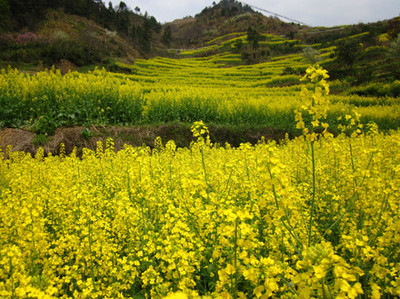 油菜花孕妇可以吃吗