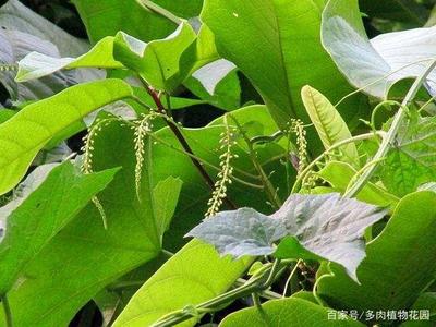 三七变黑是怎么回事