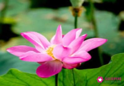 属猴的幸运花