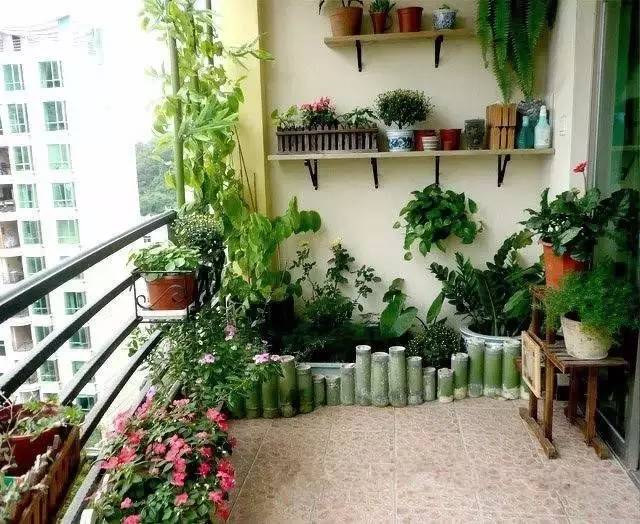 阳台上适合种什么植物