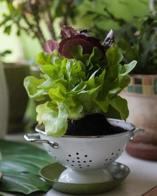 厨房种植什么什么花好