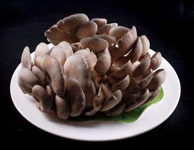 咳嗽能吃磨菇吗