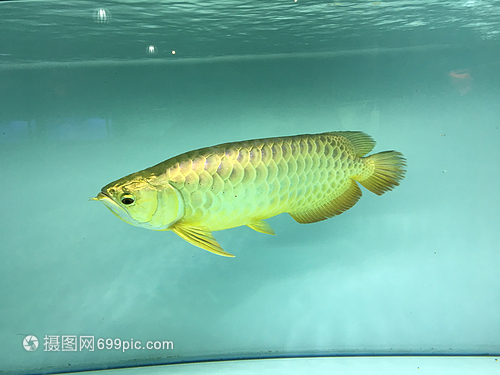 温州市鹿城区南汇蔚蓝之海水族馆（温州市鹿城区南汇蔚蓝之海水族馆电话）