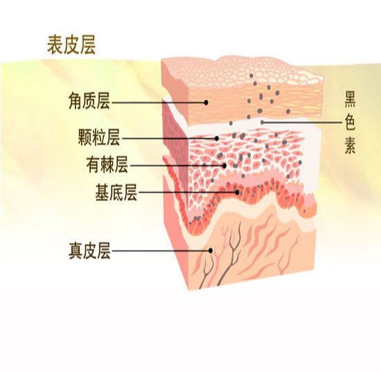 人类皮肤中黑色素的多少