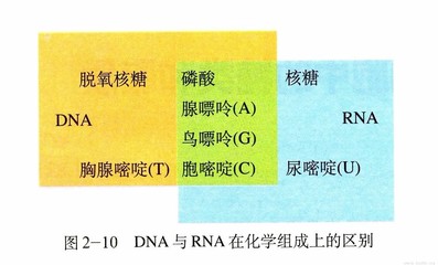 dna rna各有多少种碱基