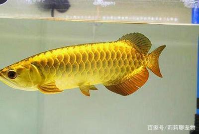 阜新百姓網(wǎng)魚缸出租轉(zhuǎn)讓電話號碼（阜新百姓網(wǎng)魚缸出租轉(zhuǎn)讓電話號碼是多少） 觀賞魚市場（混養(yǎng)魚）