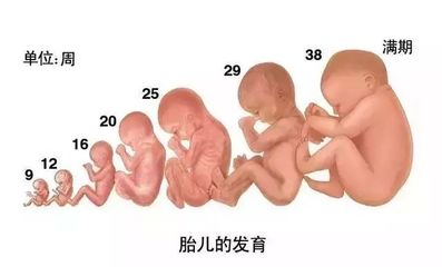 胎儿发育过程