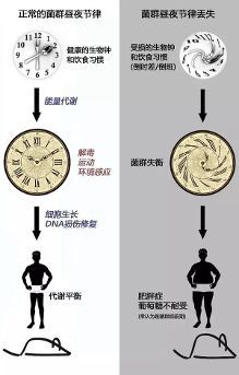 生物钟日夜颠倒怎么调整