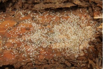 白蚂蚁的危害有多大?咬人吗?