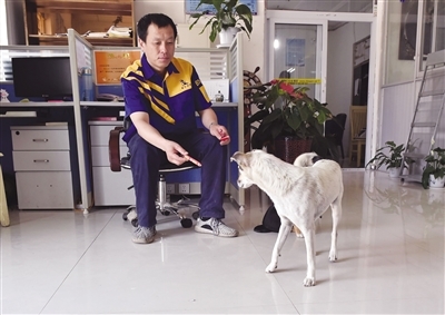 男属鸡女属狗相配吗