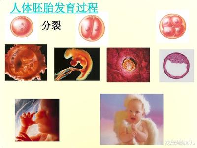 胎儿发育全过程图解