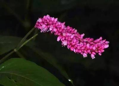 花好听的名字