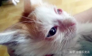 猫咪杯状病毒怎么治疗