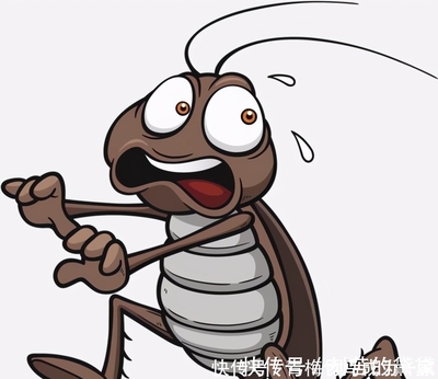 厨房都是蟑螂