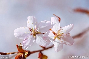 属猪比属虎大几岁