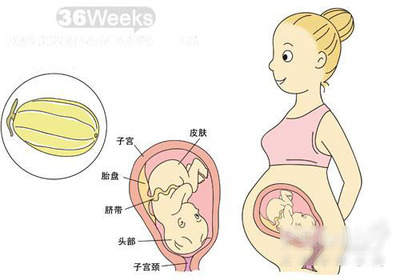 怀孕36周胎儿发育情况