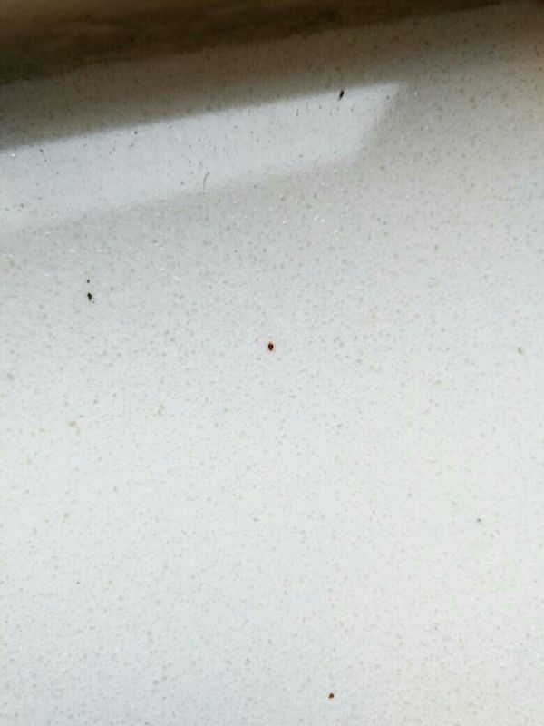 家里有小虫子怎么办