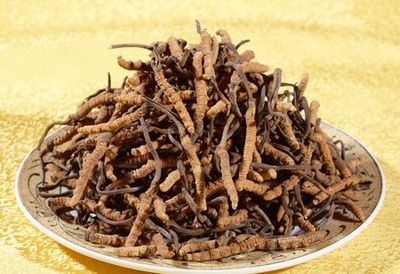 孕妇吃虫草对胎儿好吗