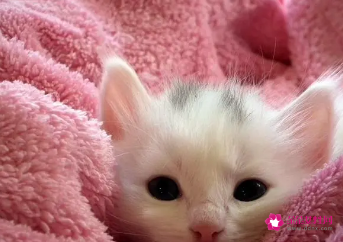 孕妇梦见好多猫