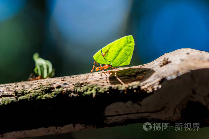 。蚂蚁拿树叶。你能到什么呢