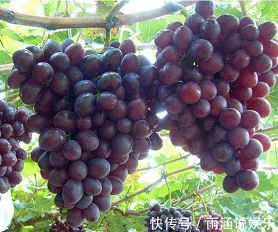 葡萄的寓意是什么意思